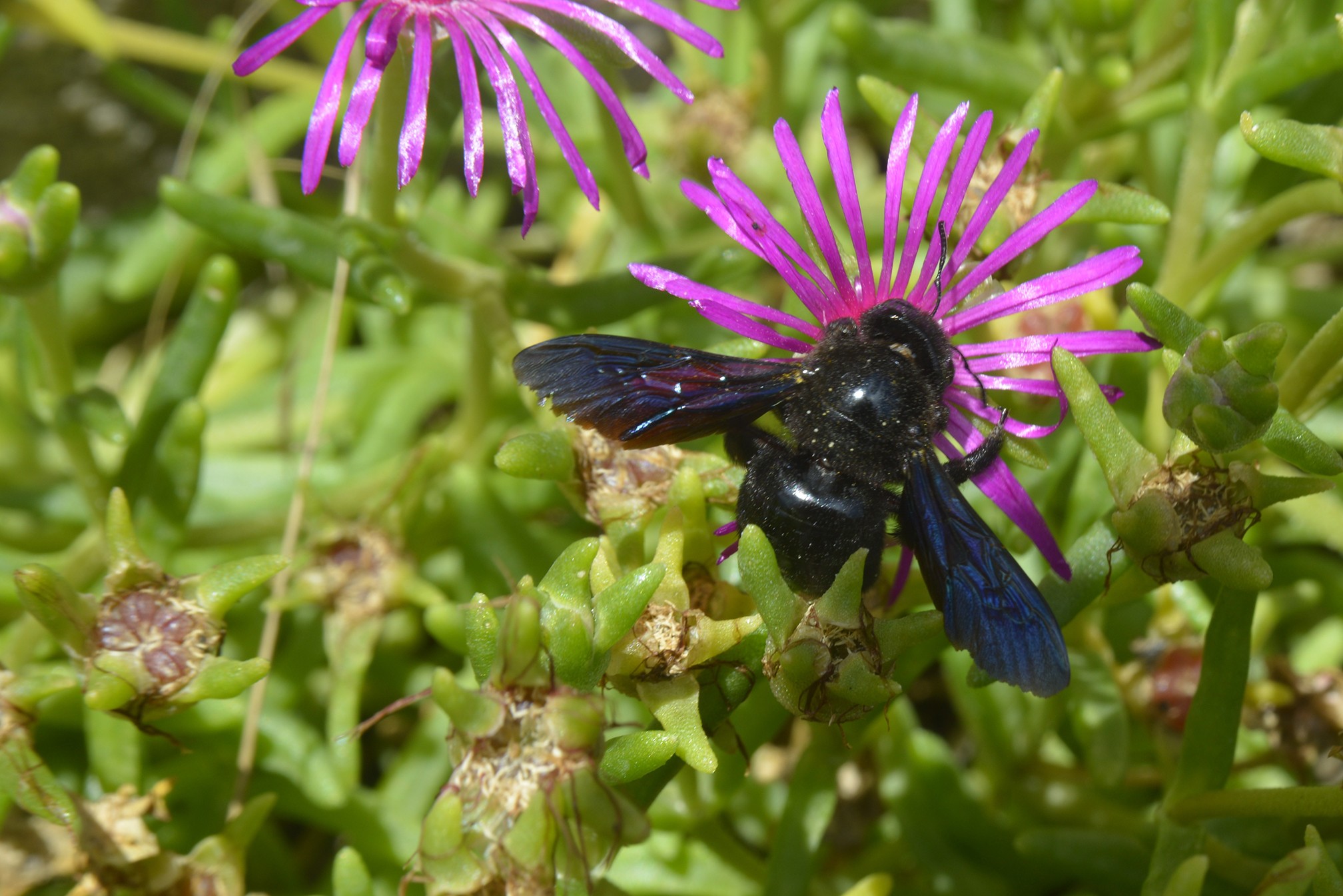 Xylocopa violacea 