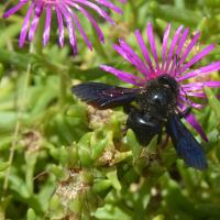 Xylocopa violacea 