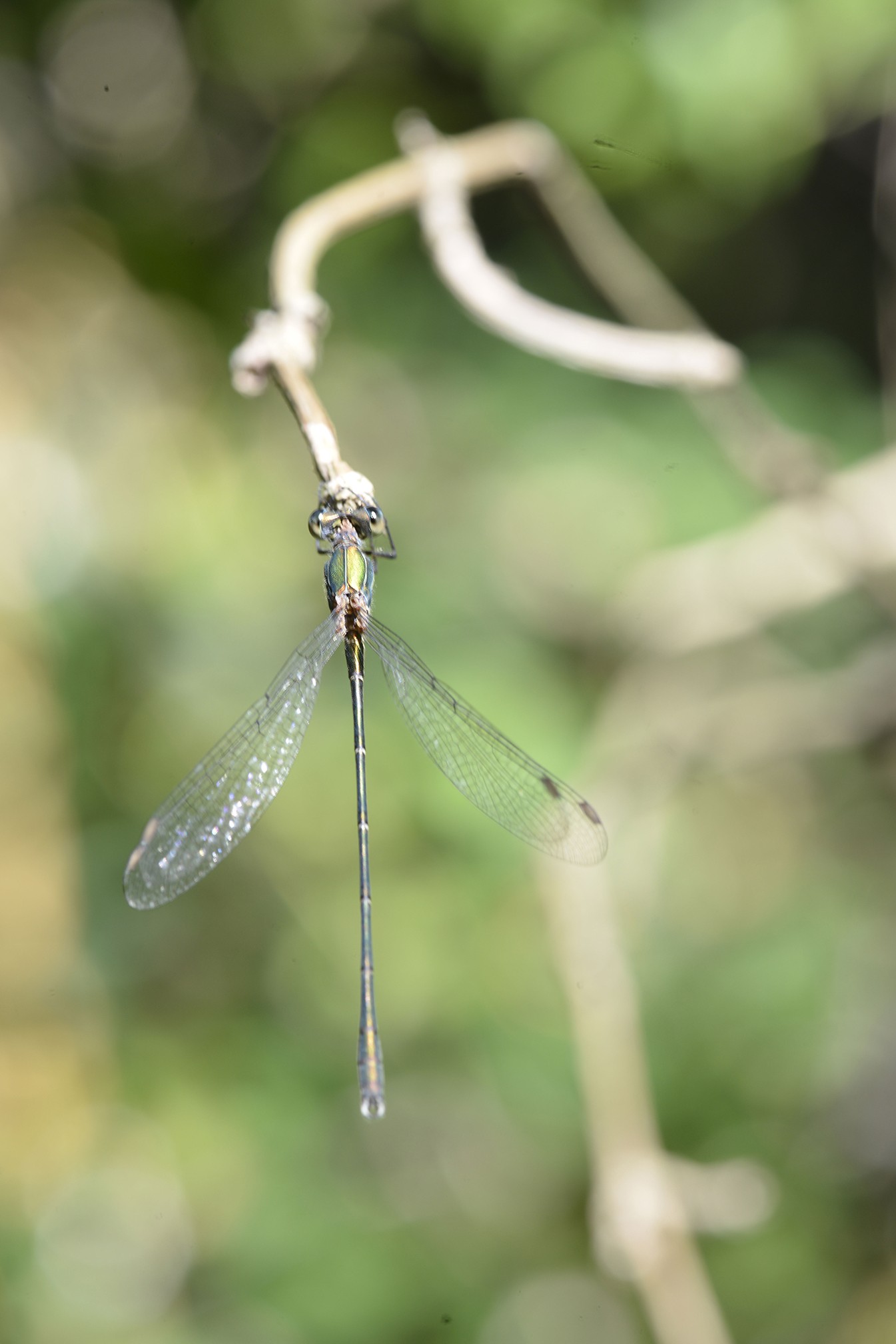 Lestes virens vestalis 