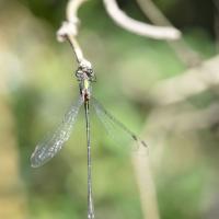 Lestes virens vestalis 