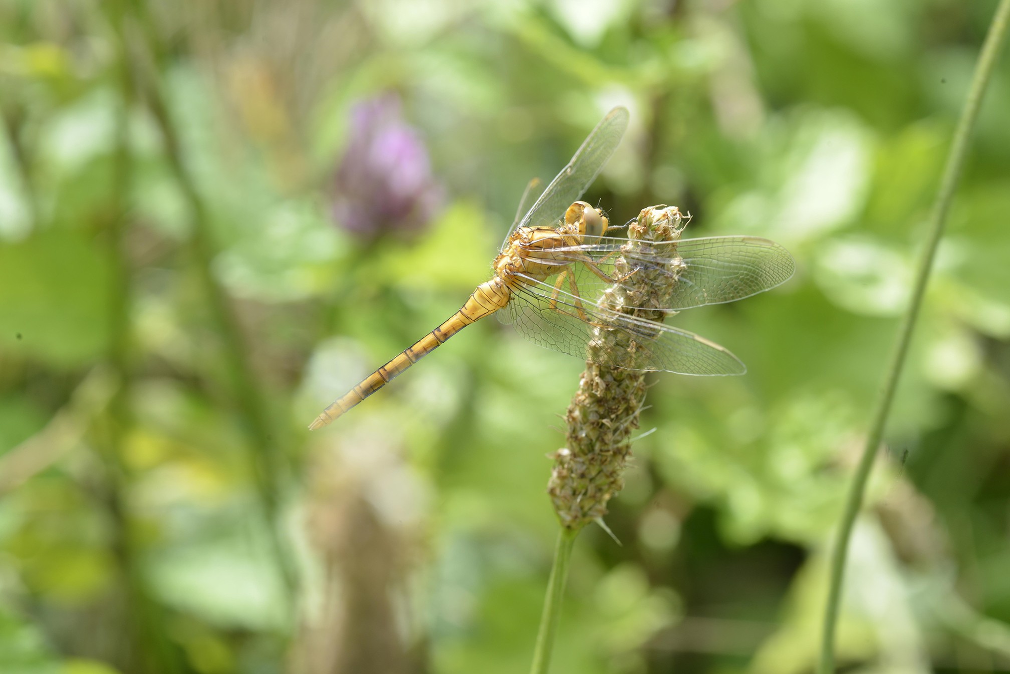 Sympetrum flaveolum 