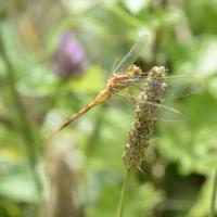 Sympetrum flaveolum 