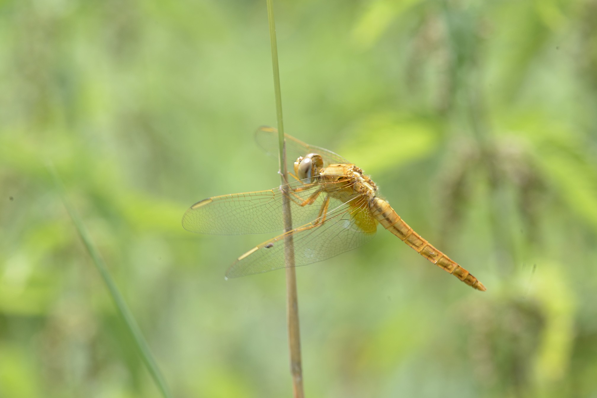 Sympetrum fonscolombii