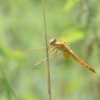 Sympetrum fonscolombii