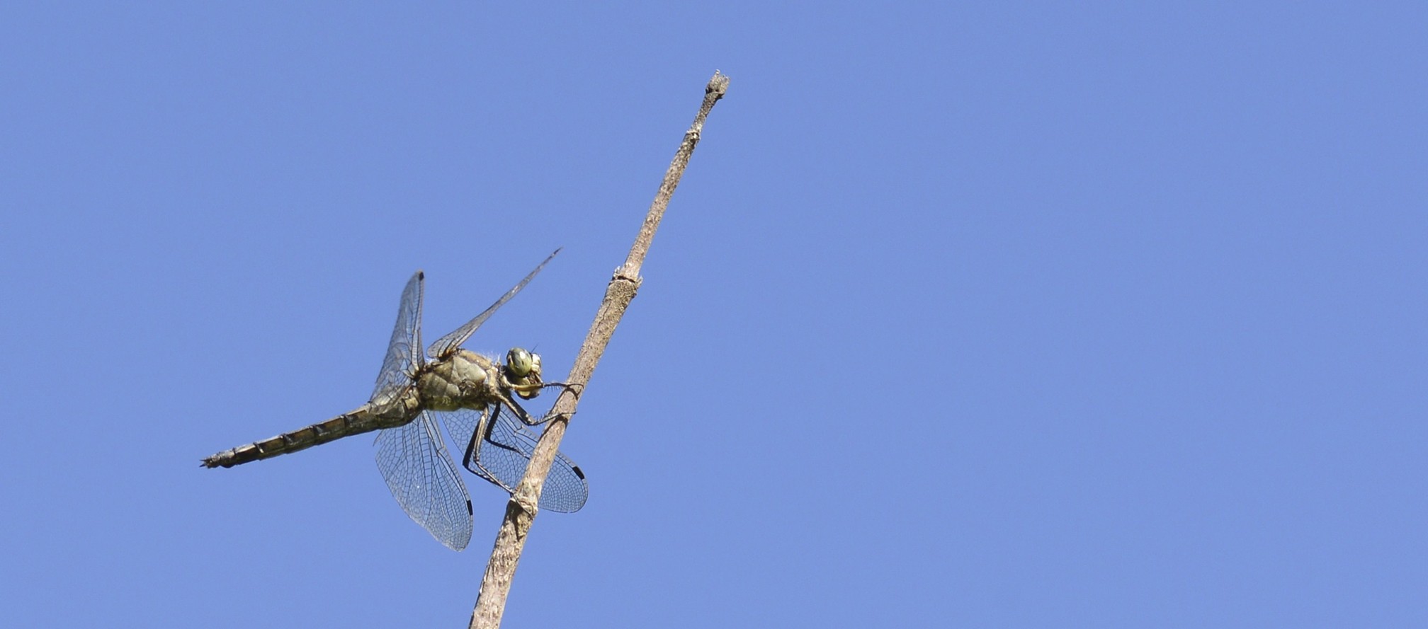 Sympetrum meridionale