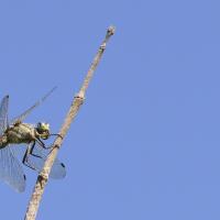 Sympetrum meridionale