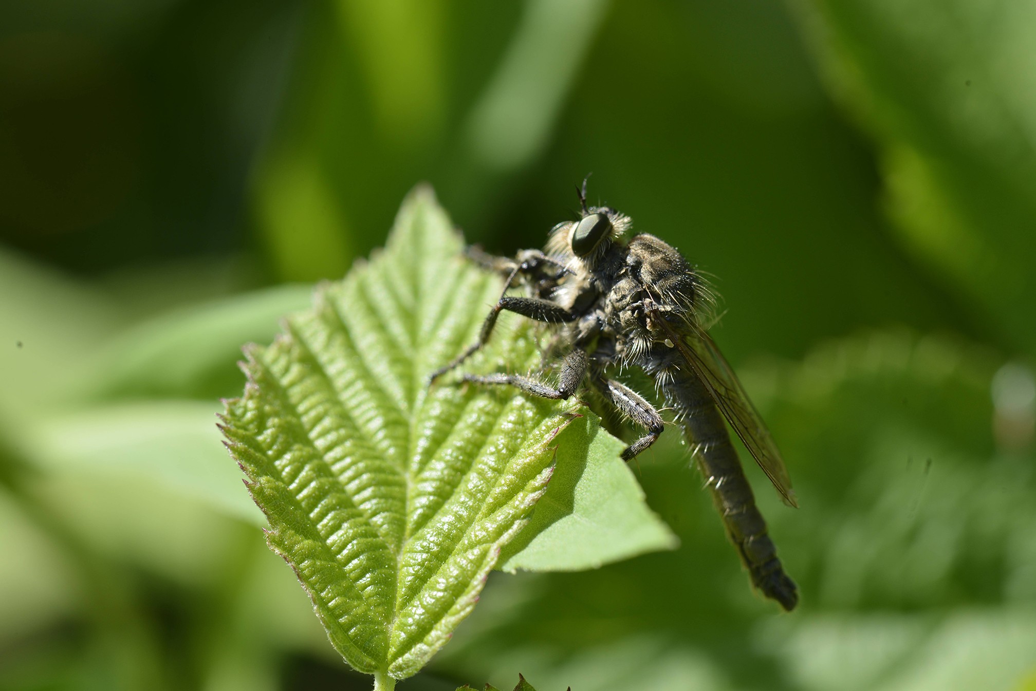 Machimus rusticus (Asilidae)