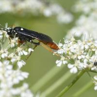 Amblyjoppa fuscipennis