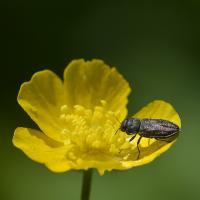 Anthaxia quadripunctata