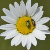 Anthaxia semicruprea et Anthaxia fulgurans 