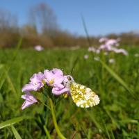 Anthocharis cardamines mâle