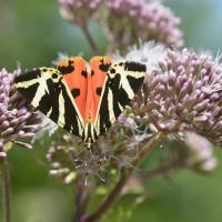 Callimorpha quadripunctaria