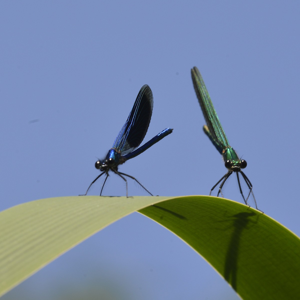 Calopteryx virgo et Chalcolestes viridis 