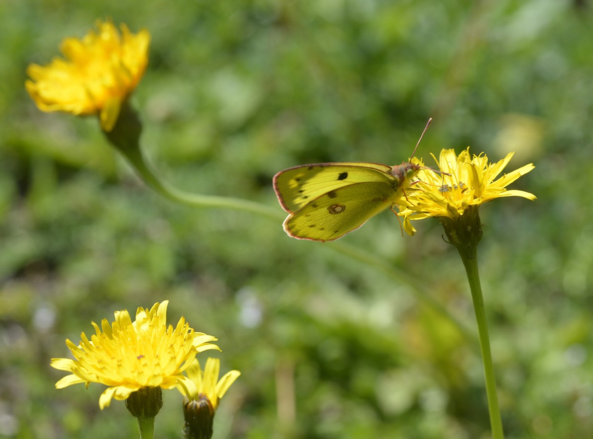 Colias hyale