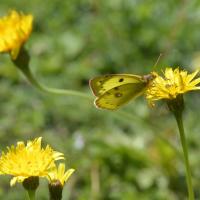 Colias hyale