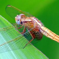 Crocothemis erythraea