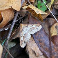 Erannis defoliaria mâle