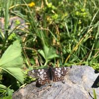 Euphydryas cynthia mâle