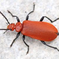 Pyrochroa Serraticornis