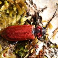 Pyrrhidium sanguineum