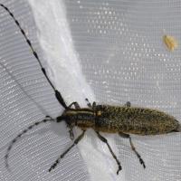Agapanthia villosoviridescens