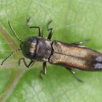 Agrilus derasofasciatus