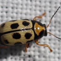 Cryptocephalus decemmaculatus