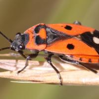 Melanocoryphus albomaculatus