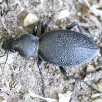 Carabus coriaceus