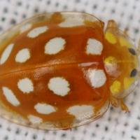 Halyzia sedecimguttata