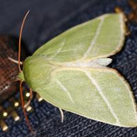 Pseudoips prasinanus