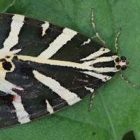 Euplagia quadripunctaria