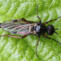 Bibio johannis mâle