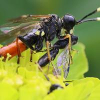 Thenthredo solitaria femelle dévorant un autre Tenthrenidae