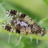 Tephritis matrcariae sur Crepis vesicaria