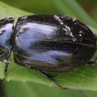 Hydrochara caraboides