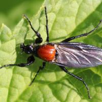 Bibio hortulanus femelle