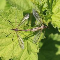 Tipula vernalis