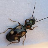 Bembidion cf. quadrimaculatum