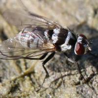 Limnophora obsignata femelle