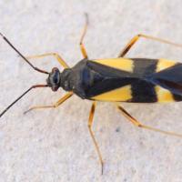 Dryophilocoris flavoquadrimaculatus sur Quercus