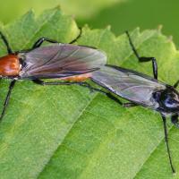 Bibio hortulanus couple