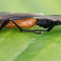 Bibio hortulanus couple
