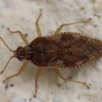 Monosteira unicostata