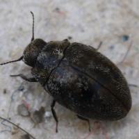 Pelochares versicolor