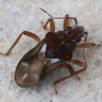 Hebrus pusillus (2mm)