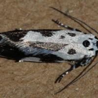 Ethmia quadrillella