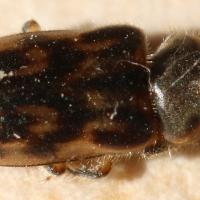 Heterocerus fenestratus