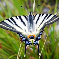 Iphiclides podalirius