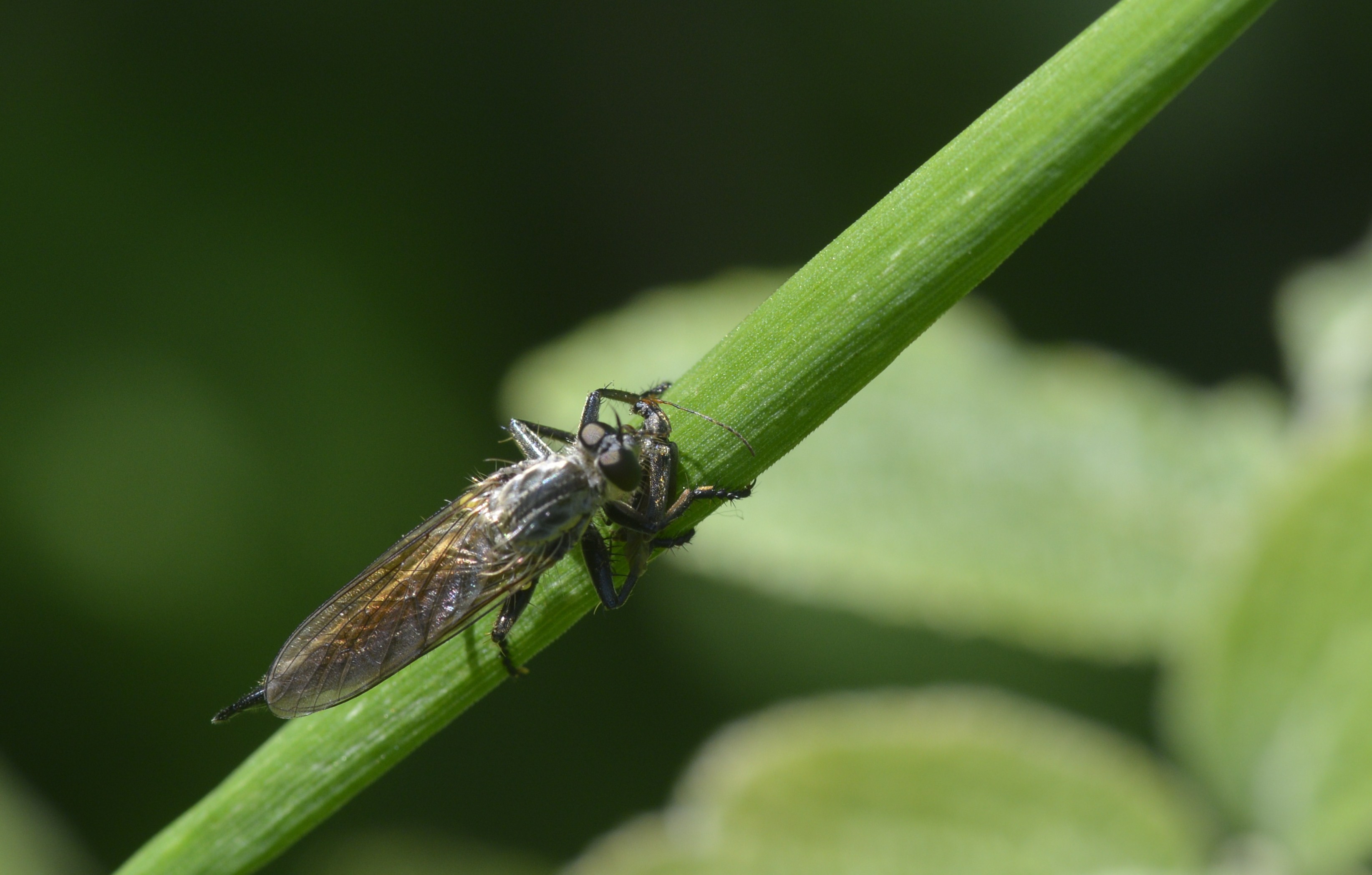 Le repas de l' Asilidae 